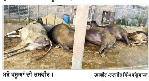  ਪਿੰਡ ਨਕਟੇ ਵਿਖੇ ਸ਼ਾਰਟ ਸਰਕਿਟ ਕਾਰਨ ਅੱਠ ਪਸ਼ੂਆਂ ਦੀ ਮੌਤ