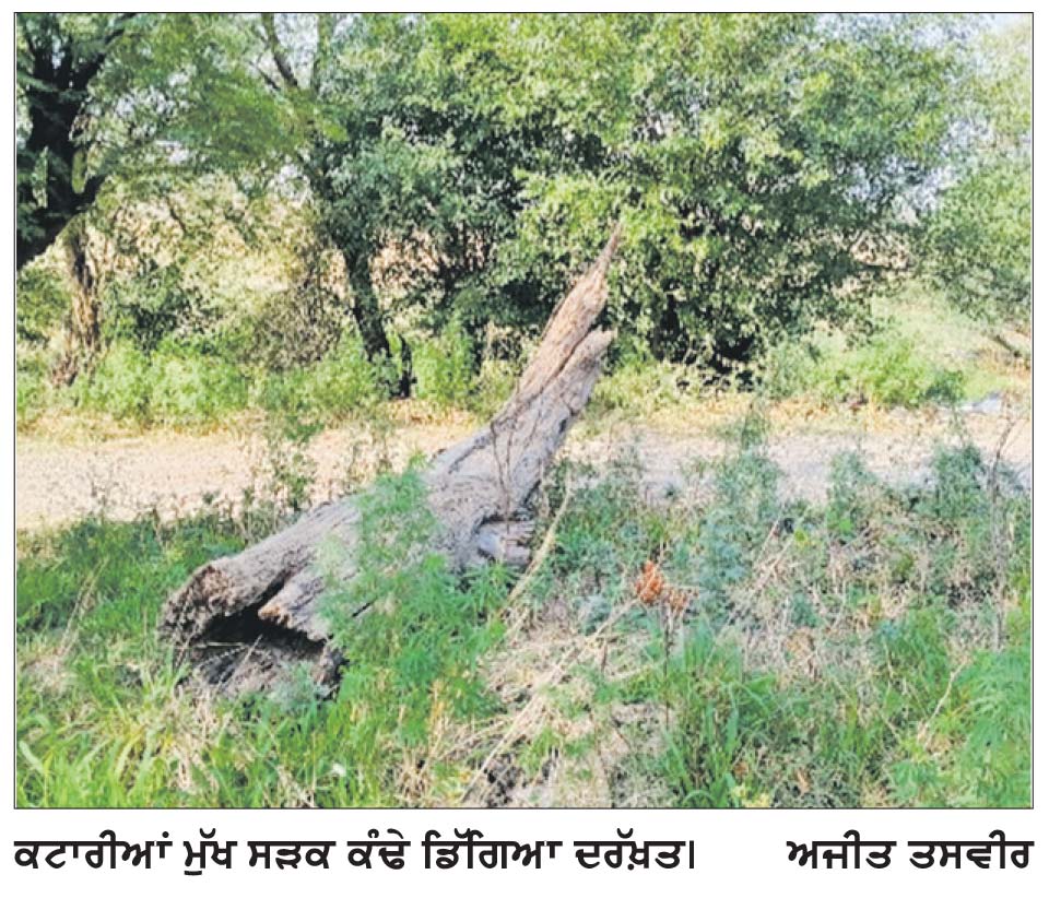 ਜੰਗਲਾਤ ਵਿਭਾਗ ਵਲੋਂ ਸੰਧਵਾਂ-ਕਟਾਰੀਆਂ ਸੜਕ ਕੰਢੇ ਡਿੱਗੇ ਦਰੱਖ਼ਤ ਨਾ ਚੁੱਕੇ ਜਾਣ ’ਤੇ ਲੋਕਾਂ ਅੰਦਰ ਭਾਰੀ ਰੋਸ