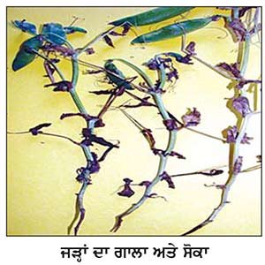 ਮਟਰਾਂ ਦੀਆਂ ਬਿਮਾਰੀਆਂ ਦੀ ਸੁਚੱਜੀ ਰੋਕਥਾਮ