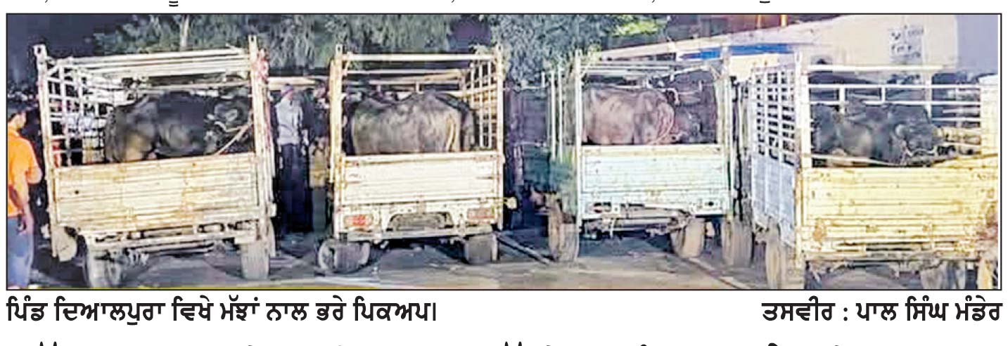 ਮੱਝਾਂ ਨਾਲ ਭਰੀਆਂ ਪਿਕਅਪ ਗੱਡੀਆਂ ਨੂੰ ਲੋਕਾਂ ਨੇ ਕੀਤਾ ਕਾਬੂ