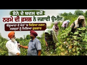 ਝੋਨੇ ਦੇ ਬਦਲ ਵਜੋਂ ਨਰਮੇ ਦੀ ਫ਼ਸਲ ਨੇ ਜਗਾਈ ਉਮੀਦ
ਬੱਲੂਆਣਾ ਦੇ ਖੇਤਾਂ ’ਚ ਖਿੜਿਆ ਨਰਮਾ, ਮਜ਼ਦੂਰਾਂ ਨੂੰ ਮਿਲਿਆ ਰੁਜ਼ਗਾਰ
ਰਿਪੋਰਟ : Gurnaib Sajan