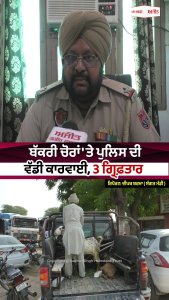 ਬੱਕਰੀ ਚੋਰਾਂ 'ਤੇ ਪੁਲਿਸ ਦੀ ਵੱਡੀ ਕਾਰਵਾਈ, 3 ਗ੍ਰਿਫ਼ਤਾਰ