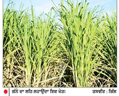 ਪੰਜਾਬ ’ਚ ਗੰਨੇ ਦੀ ਕਾਸ਼ਤ ਨੂੰ ਝਟਕਾ, 14 ਹਜ਼ਾਰ ਹੈਕਟੇਅਰ ਘਟਿਆ ਰਕਬਾ