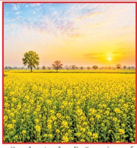 ਚੰਗੀ ਕਮਾਈ ਤੇ ਵਧੀਆ ਤੇਲ ਲਈ ਸਰ੍ਹੋਂ ਜਾਤੀ ਦੀਆਂ ਫ਼ਸਲਾਂ ਦੀ ਕਾਸ਼ਤ