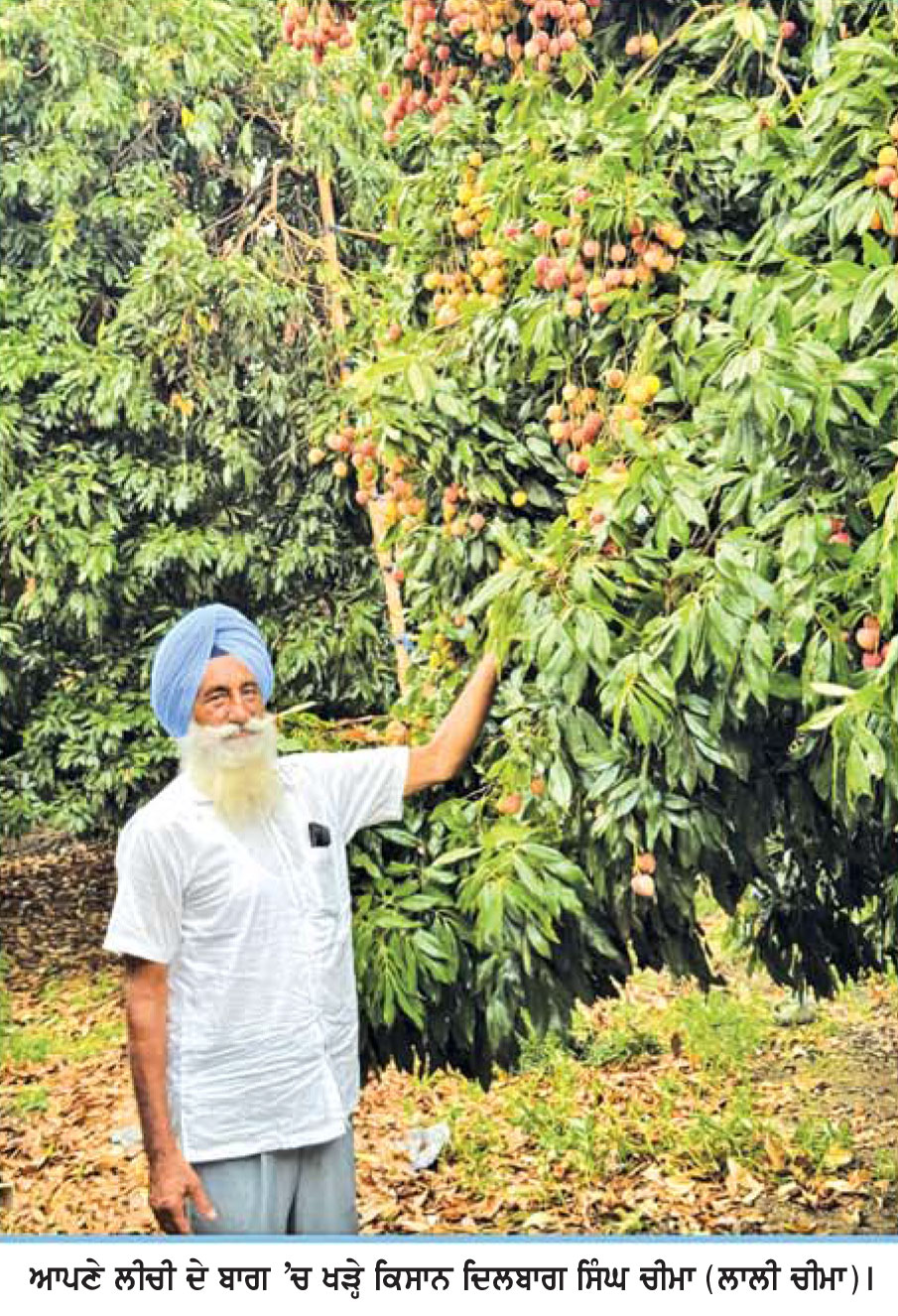 ਪੰਜਾਬ ਦੇ ਲੀਚੀ ਕਾਸ਼ਤਕਾਰਾਂ 'ਚ ਮੋਹਰੀ ਕਿਸਾਨ ਦਿਲਬਾਗ ਸਿੰਘ ਚੀਮਾ