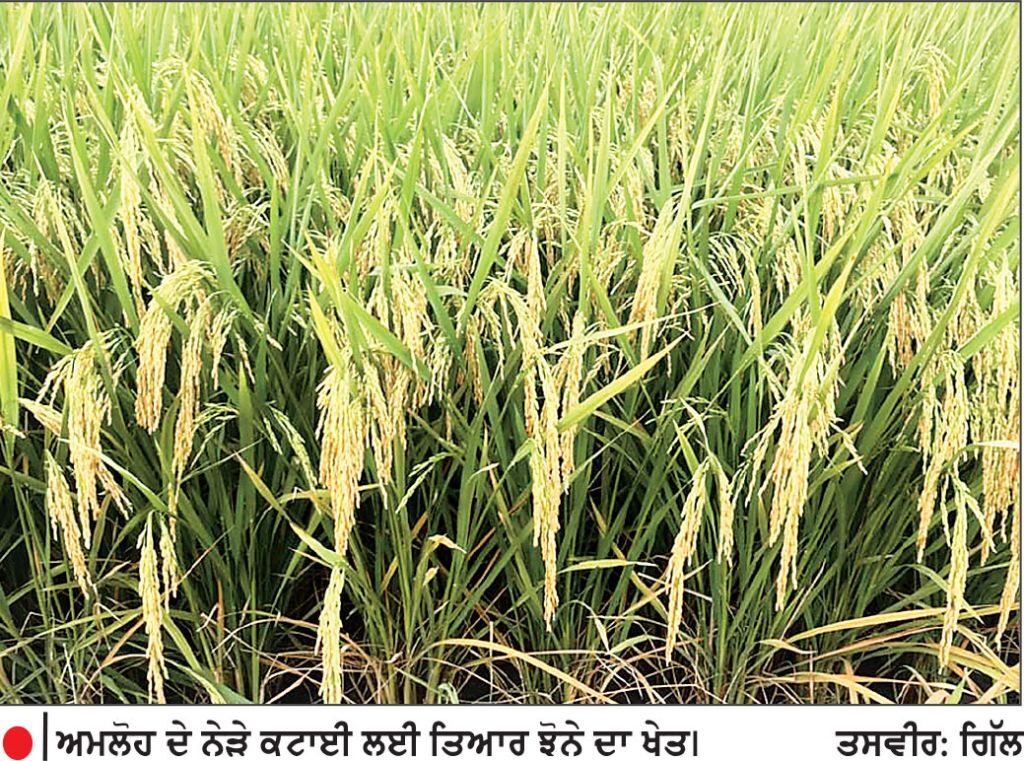 ਜੂਨ ਦੇ ਪਹਿਲੇ ਹਫ਼ਤੇ ਲੱਗਿਆ ਝੋਨਾ ਕਟਾਈ ਲਈ ਤਿਆਰ
• ਪਿਛਲੇ ਸਾਲਾਂ ਨਾਲੋਂ ਦਸ ਦਿਨ ਪਹਿਲਾਂ ਮੰਡੀਆਂ ’ਚ ਪਹੁੰਚਣਾ ਸ਼ੁਰੂ ਹੋ ਜਾਵੇਗਾ ਝੋਨਾ • ਅਜੇ ਤੱਕ ਖ਼ਰੀਦ ਦੀ ਤਰੀਕ ਨਾ ਐਲਾਨੇ ਜਾਣ ਕਾਰਨ ਕਿਸਾਨ ਚਿੰਤਤ
ਹਰਪ੍ਰੀਤ ਸਿੰਘ ਗਿੱਲ