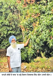 ਪੰਜਾਬ ਦੇ ਲੀਚੀ ਕਾਸ਼ਤਕਾਰਾਂ 'ਚ ਮੋਹਰੀ ਕਿਸਾਨ ਦਿਲਬਾਗ ਸਿੰਘ ਚੀਮਾ