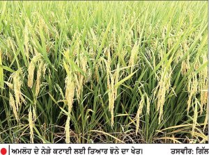 ਜੂਨ ਦੇ ਪਹਿਲੇ ਹਫ਼ਤੇ ਲੱਗਿਆ ਝੋਨਾ ਕਟਾਈ ਲਈ ਤਿਆਰ
• ਪਿਛਲੇ ਸਾਲਾਂ ਨਾਲੋਂ ਦਸ ਦਿਨ ਪਹਿਲਾਂ ਮੰਡੀਆਂ ’ਚ ਪਹੁੰਚਣਾ ਸ਼ੁਰੂ ਹੋ ਜਾਵੇਗਾ ਝੋਨਾ • ਅਜੇ ਤੱਕ ਖ਼ਰੀਦ ਦੀ ਤਰੀਕ ਨਾ ਐਲਾਨੇ ਜਾਣ ਕਾਰਨ ਕਿਸਾਨ ਚਿੰਤਤ
ਹਰਪ੍ਰੀਤ ਸਿੰਘ ਗਿੱਲ