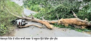 ਸੜਕ ਕਿਨਾਰੇ ਖੜ੍ਹੇ ਸੁੱਕੇ ਦਰੱਖਤ ਰਾਹਗੀਰਾਂ ਦੀ ਜਾਨ ਦੇ ਦੁਸ਼ਮਣ
