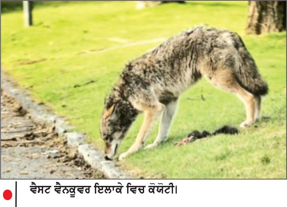 ਖ਼ਤਰਨਾਕ ਜੰਗਲੀ ਜਾਨਵਰਾਂ ਨੂੰ ਖੁਰਾਕ ਪਾਉਣ ’ ਤੇ ਵਿਅਕਤੀ ਨੂੰ 27 ਹਜ਼ਾਰ ਡਾਲਰ ਜ਼ੁਰਮਾਨਾ