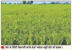‘ਝੋਨੇ ਦੇ ਸਿੱਧੀ ਬਿਜਾਈ’ ਵਾਲੇ ਖੇਤਾਂ ਅੰਦਰ ‘ਹਰੇ ਇਨਕਲਾਬ ਦੀ ਮਹਿਕ’
ਸਿੱਧੀ ਬਿਜਾਈ ਕਰਨ ਵਾਲੇ ਬਹੁਤੇ ਕਿਸਾਨ ਸੰਬੰਧਿਤ ਵਿਭਾਗ ਦੀ ਪਹੁੰਚ ਤੋਂ ਦੂਰ