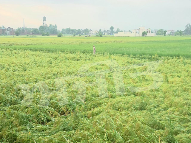 ਬੇ-ਮੌਸਮੀ ਮੀਂਹ ਅਤੇ ਤੇਜ਼ ਹਵਾਵਾਂ  ਨਾਲ ਬਾਸਮਤੀ ਦੀ ਫ਼ਸਲ ’ਤੇ ਮੰਡਰਾਇਆ ਖਤਰਾ
