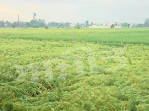 ਬੇਮੌਸਮੀ ਮੀਂਹ ਅਤੇ ਤੇਜ਼ ਹਵਾਵਾਂ  ਨਾਲ ਬਾਸਮਤੀ ਦੀ ਫਸਲ ’ਤੇ ਮੰਡਰਾਇਆ ਖਤਰਾ