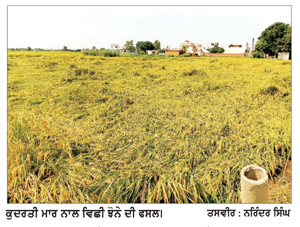 ਕੁਦਰਤ ਦੀ ਮਾਰ ਹੇਠ ਕਿਸਾਨਾਂ ਦੀਆਂ ਝੋਨੇ ਦੀਆਂ ਫਸਲਾਂ
