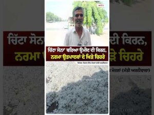 'White Gold' Sparks Hope : ਚਿੱਟਾ ਸੋਨਾ’ਬਣਿਆ ਉਮੀਦ ਦੀ ਕਿਰਨ,ਨਰਮਾ ਉਤਪਾਦਕਾਂ ਦੇ ਖਿੜੇ ਚਿਹਰੇ