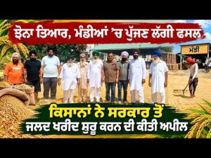 Paddy Crop Hits Markets ; ਝੋਨਾ ਤਿਆਰ, ਮੰਡੀਆਂ ’ਚ ਪੁੱਜਣ ਲੱਗੀ ਫਸਲ