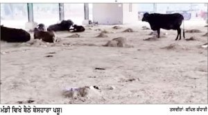 ਝੋਨੇ ਦੇ ਸੀਜ਼ਨ ਤੋਂ ਪਹਿਲਾਂ ਮੰਡੀਆਂ ਦੀ ਸਫ਼ਾਈ ਨਾ ਹੋਣ ਕਾਰਨ ਕਿਸਾਨਾਂ ’ਚ ਰੋਸ, ਥਾਂ-ਥਾਂ ਲੱਗੇ ਗੰਦਗੀ ਦੇ ਢੇਰ