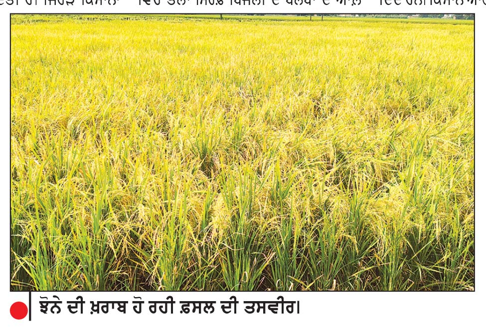 ਪੰਜਾਬ ਅੰਦਰ ਝੋਨੇ ਦੀ ਫ਼ਸਲ ’ ਤੇ ‘ ਤੇਲੇ ਦੀ ਦਸਤਕ ’