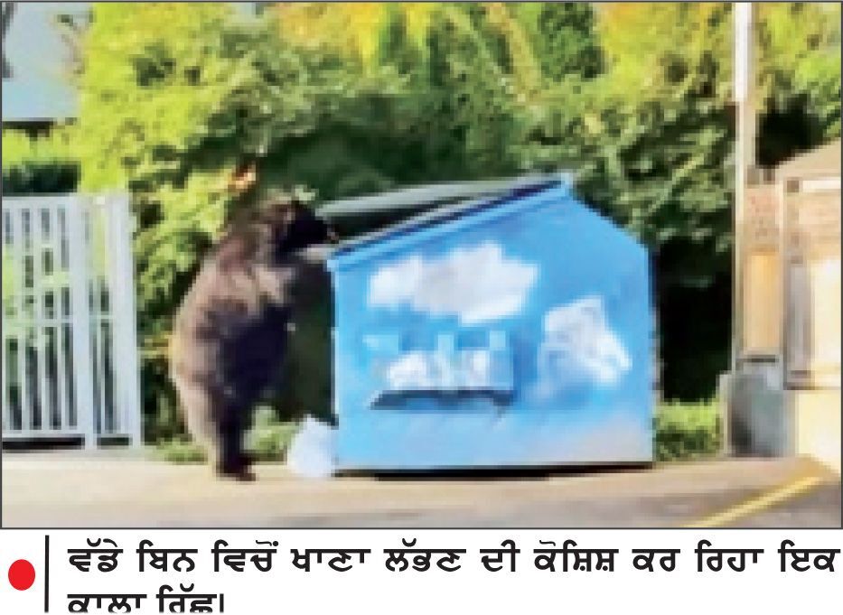 ਸ਼ਹਿਰੀ ਇਲਾਕਿਆਂ ’ ਚ ਰਿੱਛਾਂ ਦੀ ਆਮਦ ਵਧੀ , ਲੋਕਾਂ ਨੂੰ ਸਾਵਧਾਨ ਰਹਿਣ ਦੀ ਅਪੀਲ