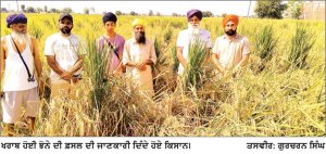 ਬੀਜ ਮਾੜਾ ਹੋਣ ਕਾਰਨ ਝੋਨੇ ਦੀ 50 ਏਕੜ ਫ਼ਸਲ ਹੋਈ ਖਰਾਬ- ਕਿਸਾਨ ਪ੍ਰੇਸ਼ਾਨ