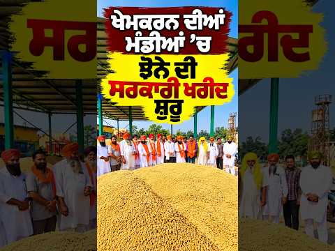 Government Paddy Purchase Begins Khemkaran : ਖੇਮਕਰਨ ਦੀਆਂ ਮੰਡੀਆਂ ’ਚ ਝੋਨੇ ਦੀ ਸਰਕਾਰੀ ਖਰੀਦ ਸ਼ੁਰੂ
