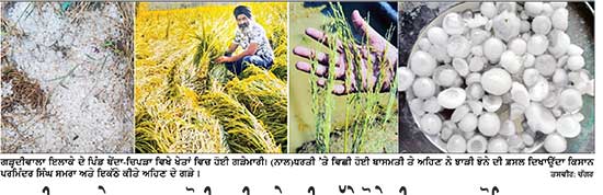 ਗੜ੍ਹਦੀਵਾਲਾ ਦੇ ਆਸ-ਪਾਸ ਹੋਈ ਭਾਰੀ ਗੜੇਮਾਰੀ, ਪੱਕੇ ਝੋਨੇ ਦੀ ਫ਼ਸਲ ਦਾ ਹੋਇਆ ਨੁਕਸਾਨ
