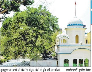ਸਿਆਲਕੋਟ ਦੇ ਗੁਰਦੁਆਰਾ ਬਾਬੇ ਦੀ ਬੇਰ ਵਿਖੇ ਮੌਜੂਦ ਰੁੱਖ ਨੂੰ ਸਾਲ ’ਚ ਦੋ ਵਾਰ ਲੱਗਦੇ ਬੇਮੌਸਮੀ ਲਸੂੜੇ