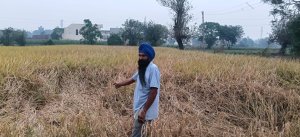 ਤੇਜ਼ ਤੂਫ਼ਾਨ ਤੇ ਬਾਰਿਸ਼ ਨਾਲ ਝੋਨੇ ਦੀਆਂ ਪੱਕੀਆਂ ਫ਼ਸਲਾਂ ਧਰਤੀ "ਤੇ ਵਿਛੀਆਂ