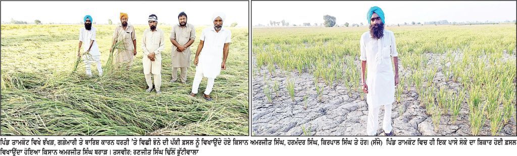 ਬਾਰਿਸ਼, ਗੜੇਮਾਰੀ ਤੇ ਝੱਖੜ ਕਾਰਨ ਪਿੰਡ ਤਾਮਕੋਟ ’ਚ ਝੋਨੇ ਦੀ ਫ਼ਸਲ ਦਾ ਭਾਰੀ ਨੁਕਸਾਨ