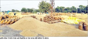 ਪਿੰਡ ਬਾਦਲ ਵਿਖੇ ਮਾਰਕਫੈੱਡ ਦੀ ਝੋਨਾ ਲਿਫ਼ਟਿੰਗ ‘ਜ਼ੀਰੋ’ ਲੰਬੀ ਹਲਕੇ ’ਚ ਮਾੜੇ ਪ੍ਰਬੰਧਾਂ ਕਰਕੇ ਮਹਿਜ਼ 37.31 ਫ਼ੀਸਦੀ ਲਿਫ਼ਟਿੰਗ ਹੋਈ